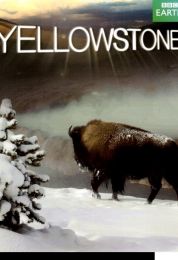 Yellowstone