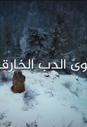 قوى الدب الخارقة