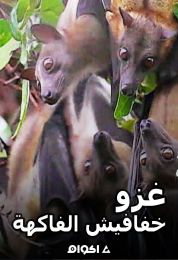 غزو خفافيش الفاكهة