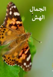الفراشات الجمال الهش