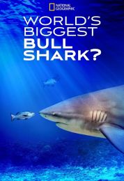 World's Biggest Bull Shark?