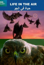 العيش في الجو