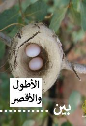 بين الأطول والأقصر