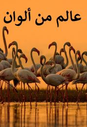 عالم من ألوان