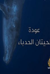 عودة الحيتان الحدباء