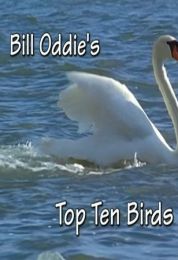 Bill Oddie's Top Ten Birds