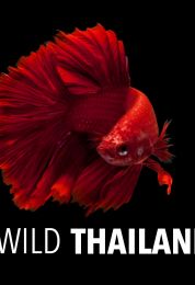 تايلاند البرية