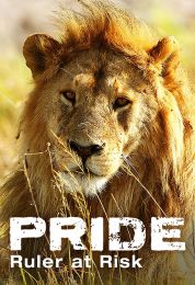 Pride Rulers at Risk