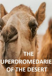 الجمال في الصحراء