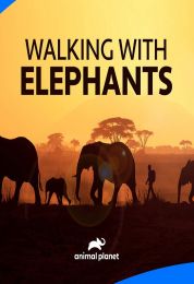 Walking with Elephants
