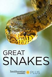 Great Snakes