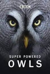 Super Powered Owls