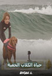 حياة الكلاب الخفية