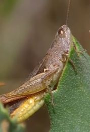 الجنادب و النمل