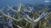 هل ننقذ الحيد المرجاني العظيم؟