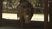 حماية وحيد القرن