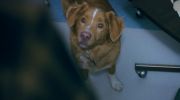 Good Boy undefined