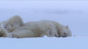 Polar Bear undefined