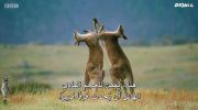 The Mating Game الموسم الاول undefined