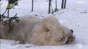 اليوم العالمي للدب القطبي undefined