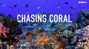 Chasing Coral