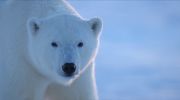 Polar Bear undefined