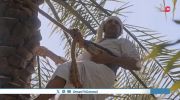 القافر undefined