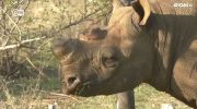حماية وحيد القرن