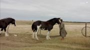 Saving the Greatest Horse: Clydesdale