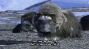 Wildlife Specials الموسم الثاني undefined