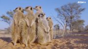 Meet the Meerkats undefined