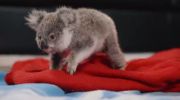 Izzys Koala World الموسم الثاني undefined