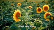 Exhibition on Screen: Sunflowers