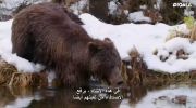 Yukon's Wild Grizzlies