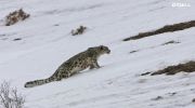 The Frozen Kingdom of The Snow Leopard