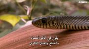 Secrets of the King Cobra