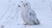 A Winter's Tale: The Journey of the Snowy Owls