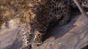 Planet Earth الموسم الاول undefined