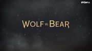 BEAR VS WOLF