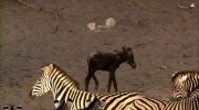 Africas Desert Storms