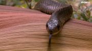 Secrets of the King Cobra