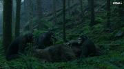 Dawn of the Planet of the Apes undefined