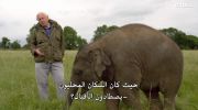 Attenborough and the Giant Elephant