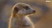 Meet the Meerkats undefined