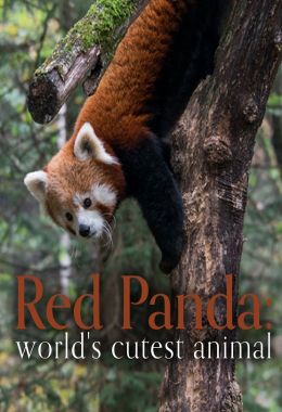 Red Panda: World's Cutest Animal