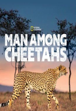 Man Among Cheetahs