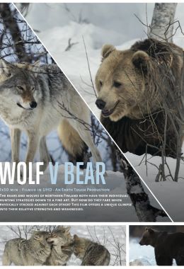 BEAR VS WOLF