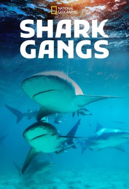 Shark Gangs