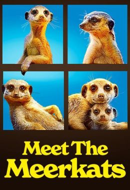 Meet the Meerkats