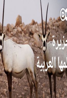 حزيرة المها العربية